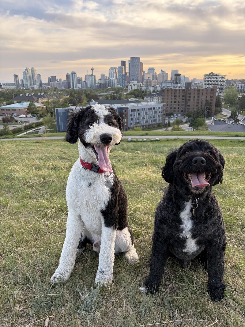 Wilson and Ziggy taking in the views of the city