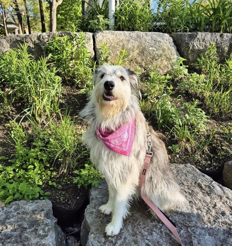 It's Zelda's Gotcha Day. Hard to believe this absurd nerd has been in my life for 3 years now. 🩷