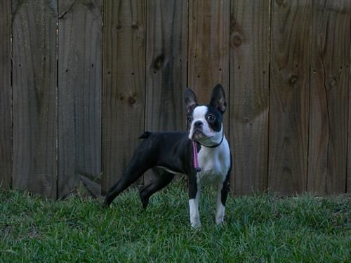 Bulldog Boston