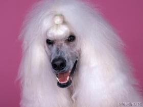 Poodle Standard