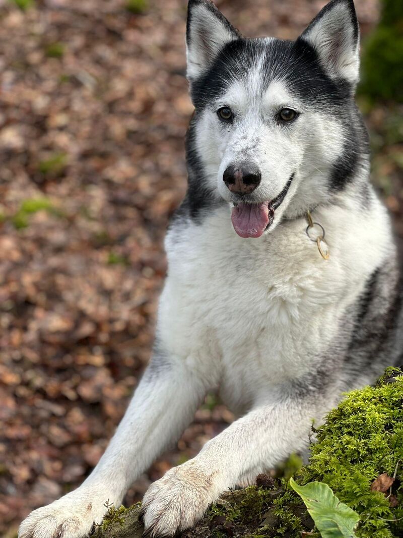Anyone tried acupuncture on their husky?