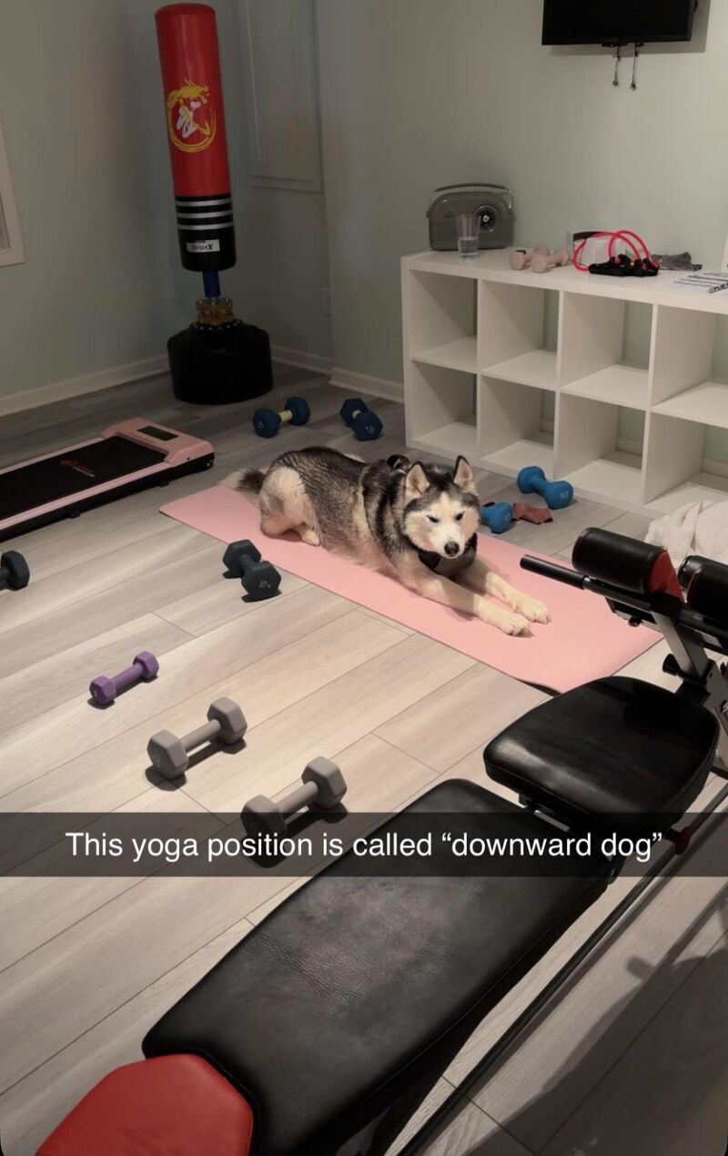 How’s his form for downward dog?