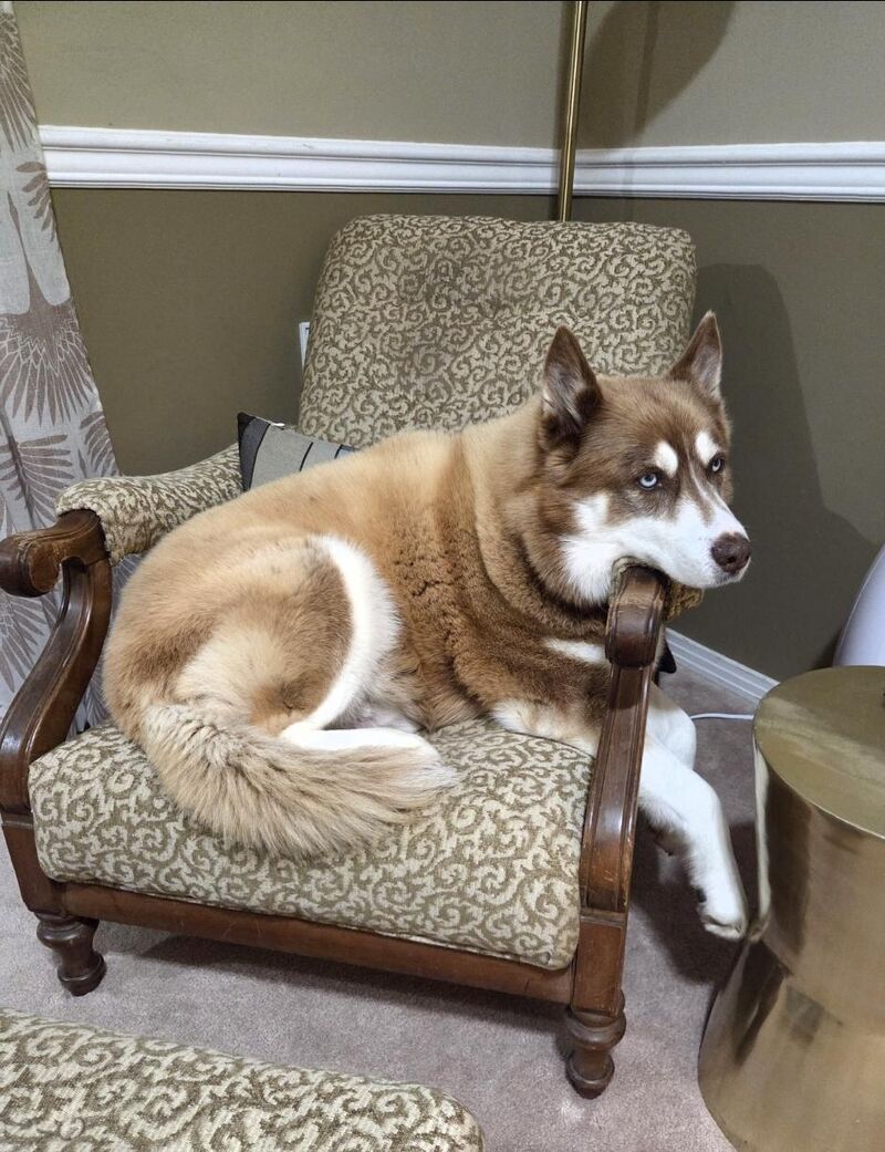 This distinguished gentleman