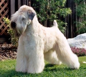 Terrier Lakeland