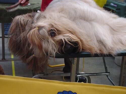 Briard