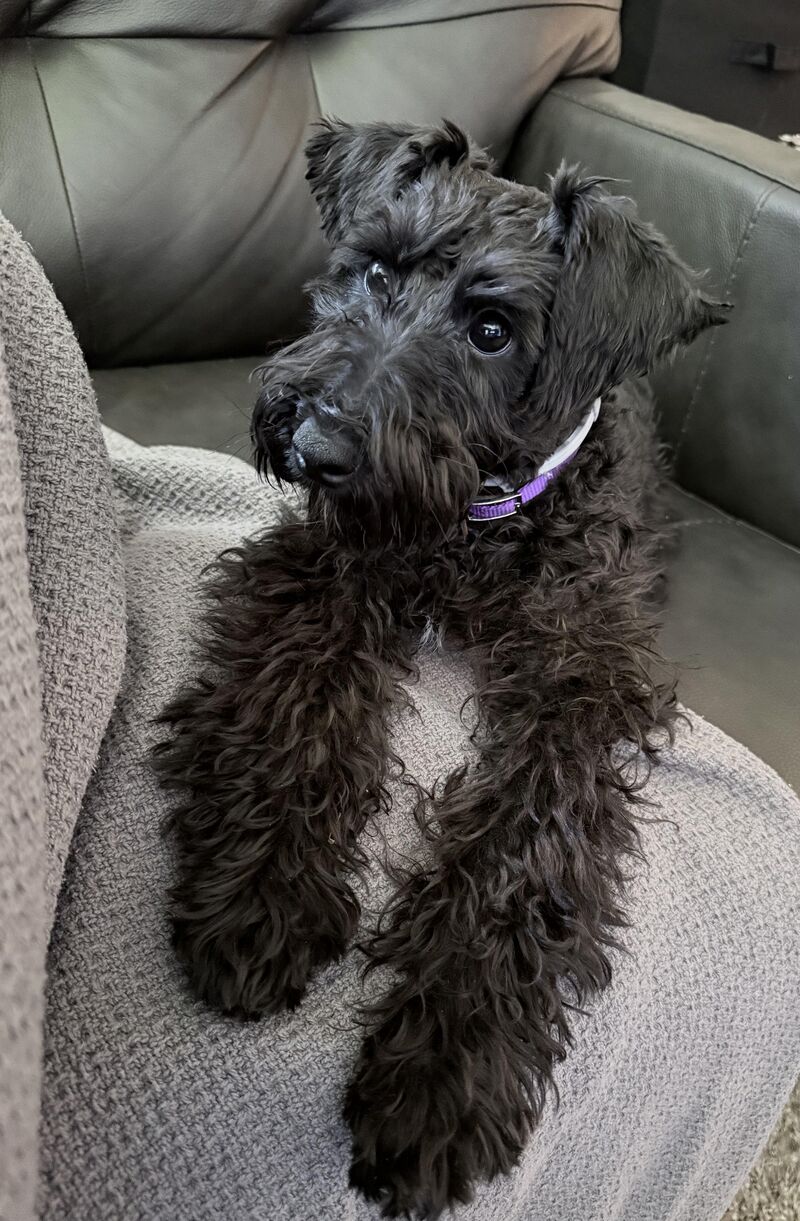 5.5 Month Old Schnoodle