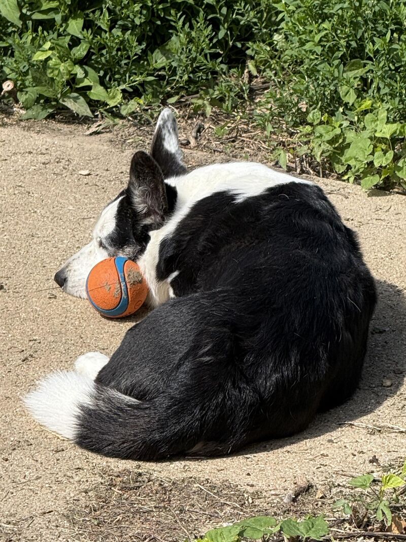 This might be the loneliest picture I’ve ever seen of Marie. Won’t anyone play ball with her??