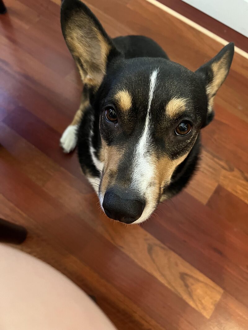 Louie my son