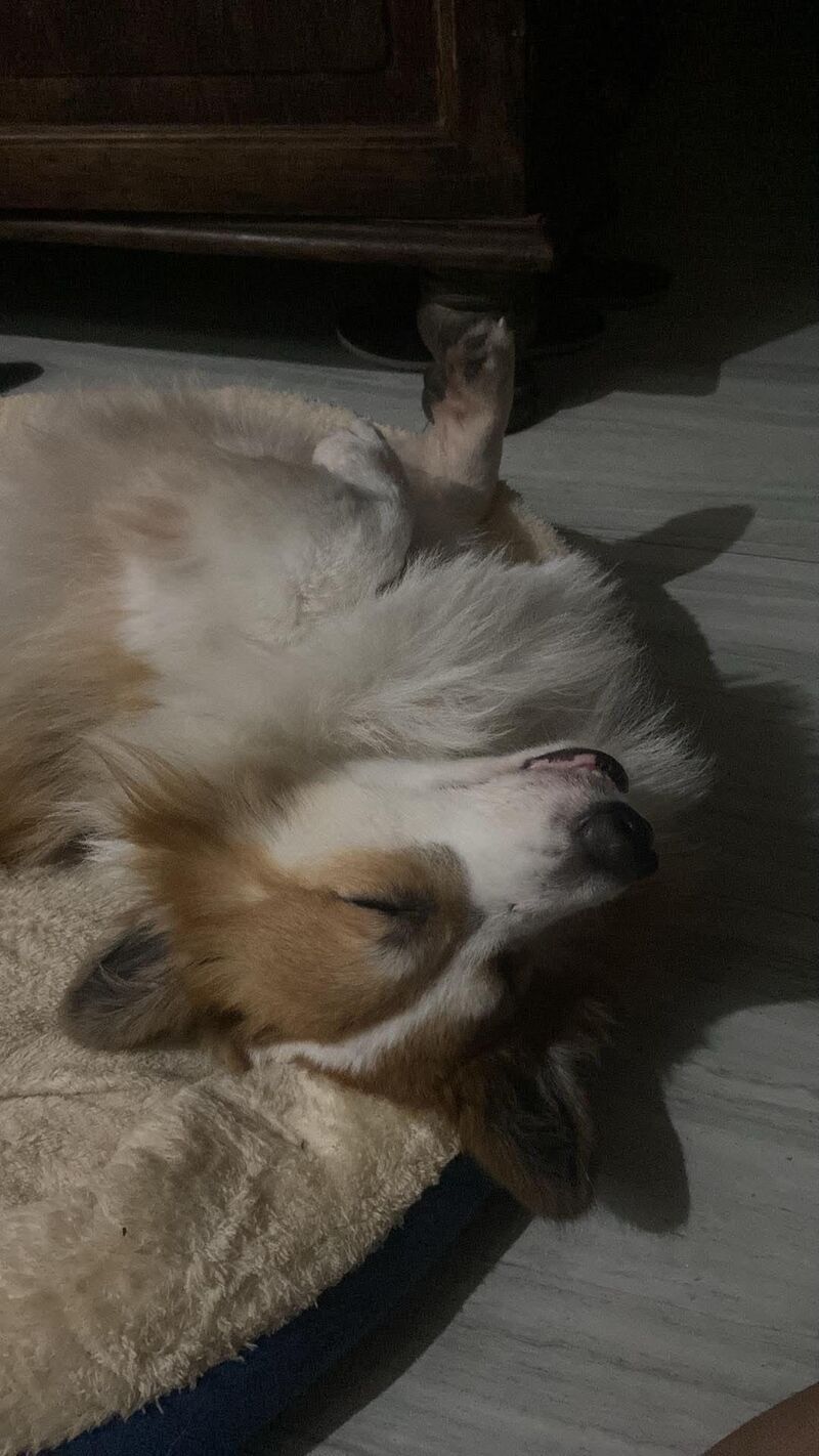 aaaaand the winner is....sleep!