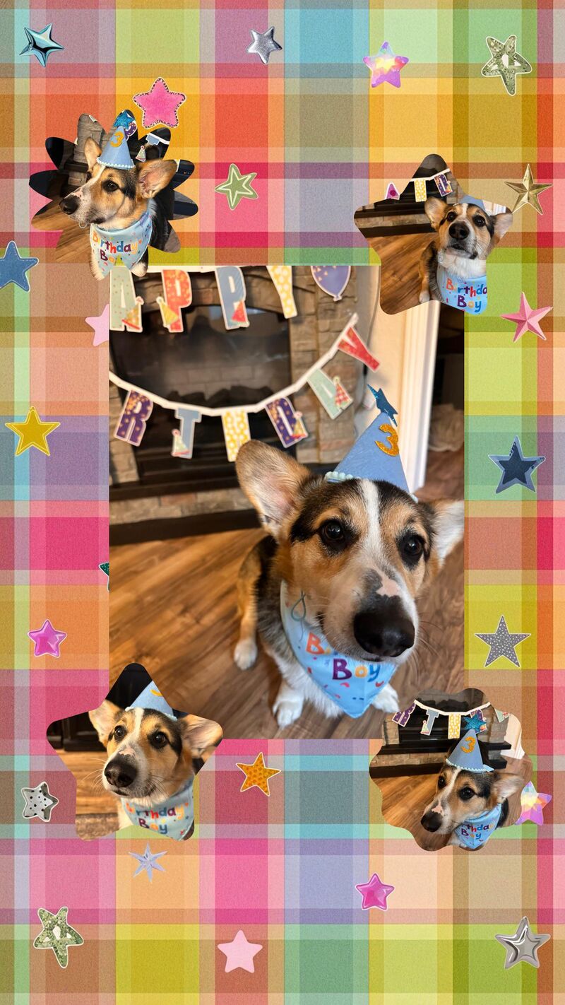 Gus turns 3 today! 🎉