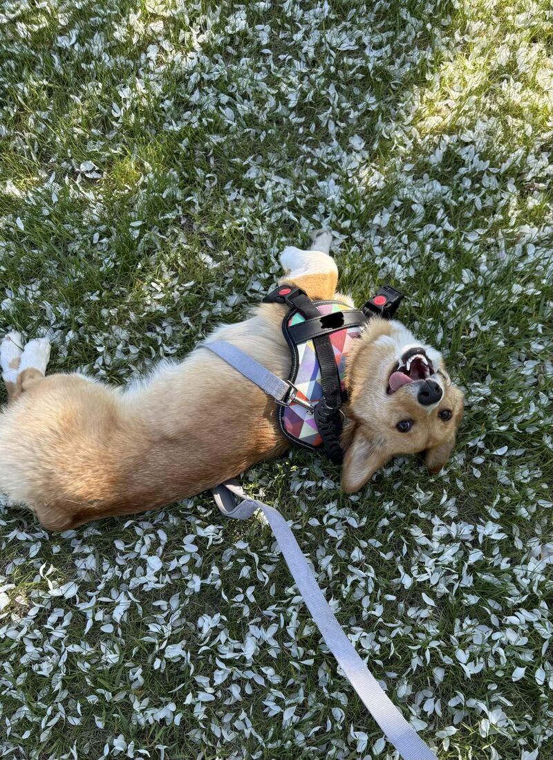 Morning walk with the gorgeous corgi