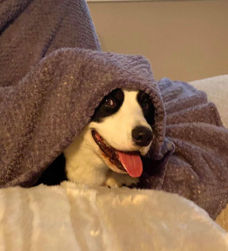 Tell Cersei, I want her to know to pick up kibble from the store