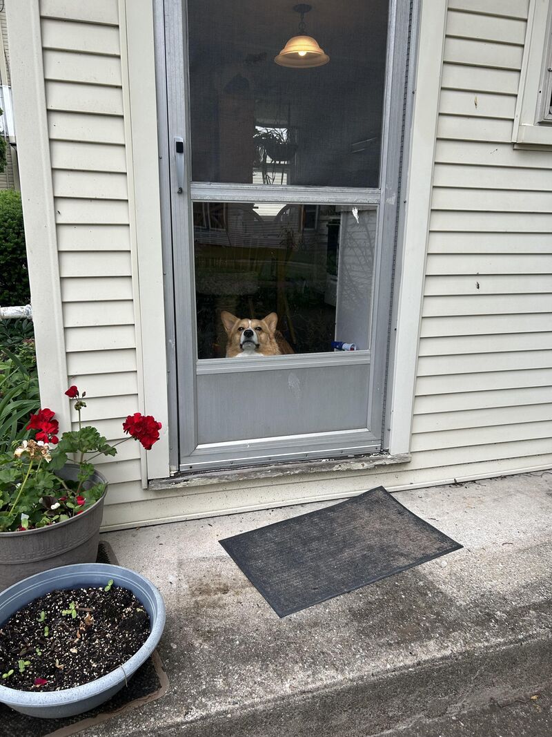 Biscuit monitoring me while I grill