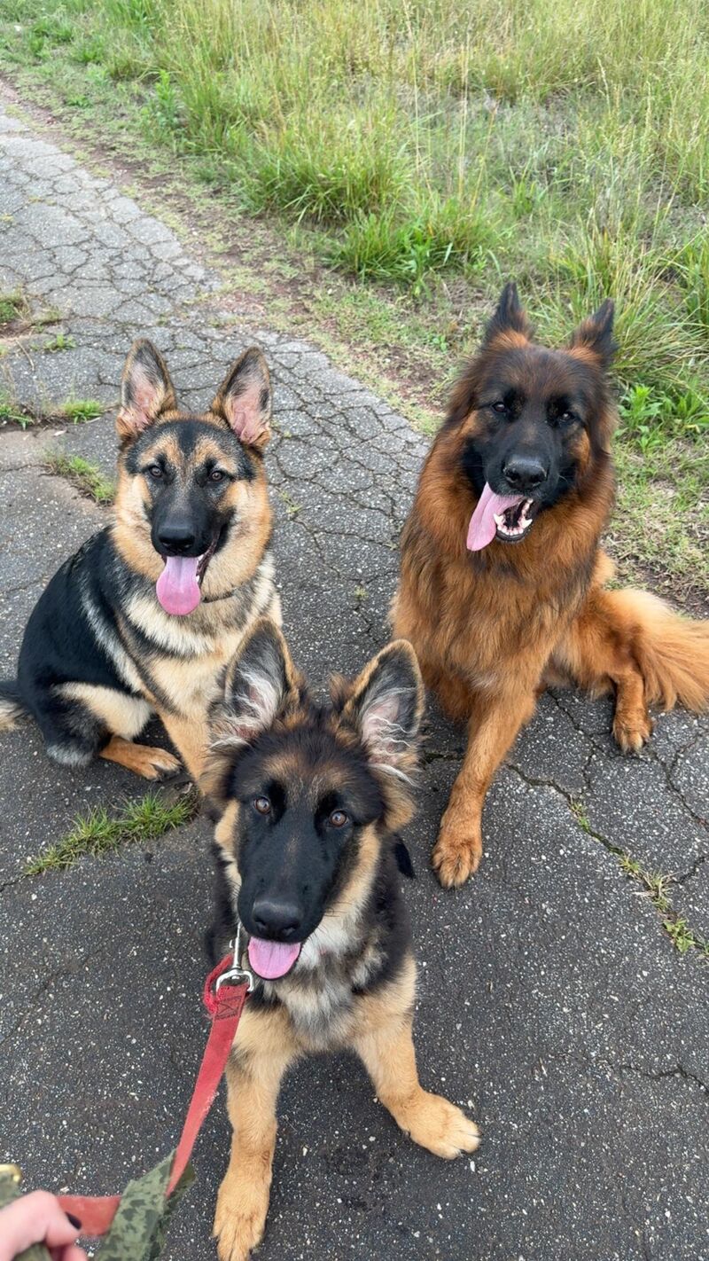 three stooges