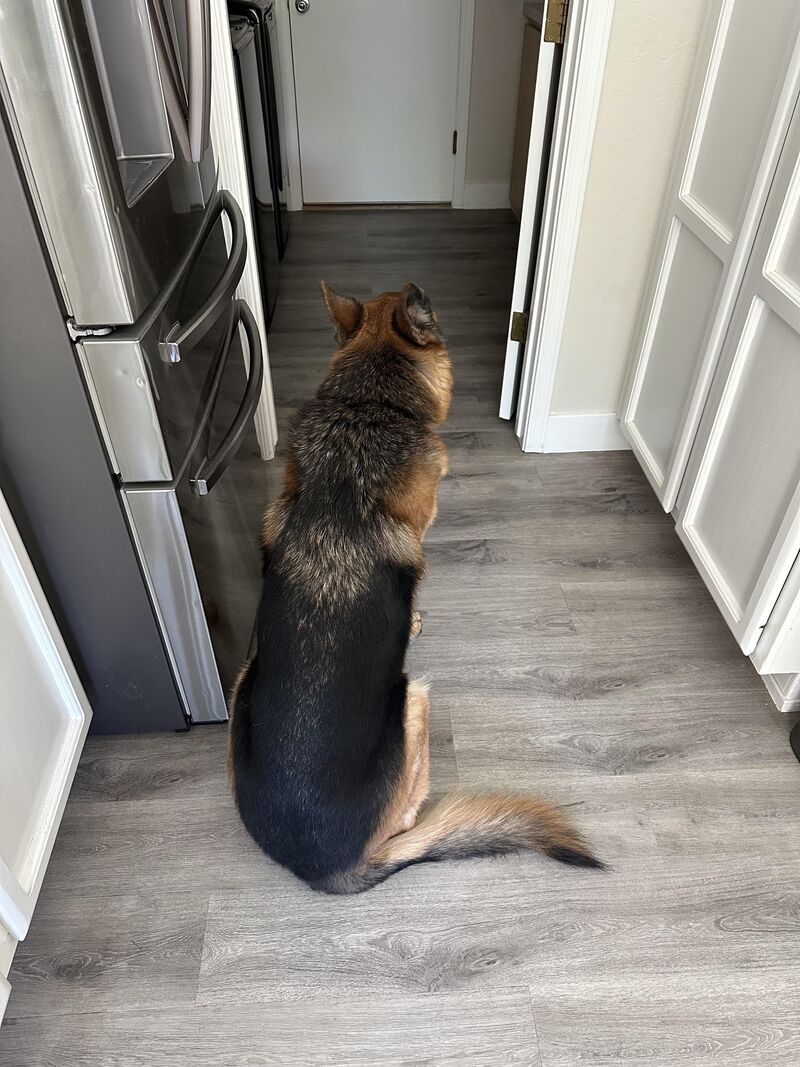 How I know he wants to go on a walk