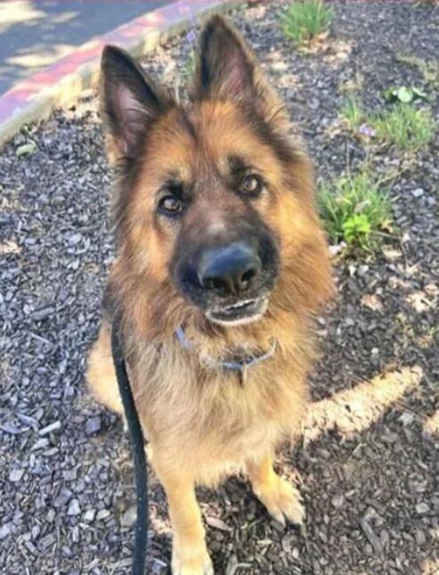 Leo HAS BEEN ADOPTED!