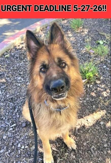 Urgent Deadline 5/27/26 _ Bradshaw Shelter, Sacramento CA