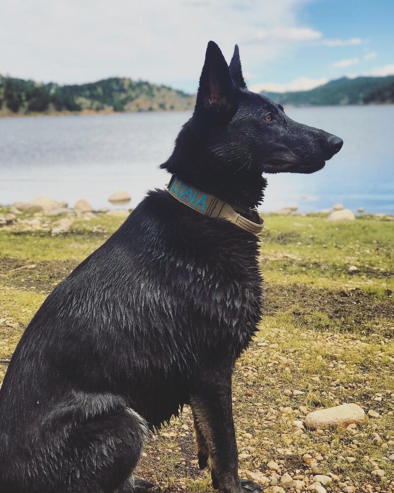 Degenerative Myelopathy