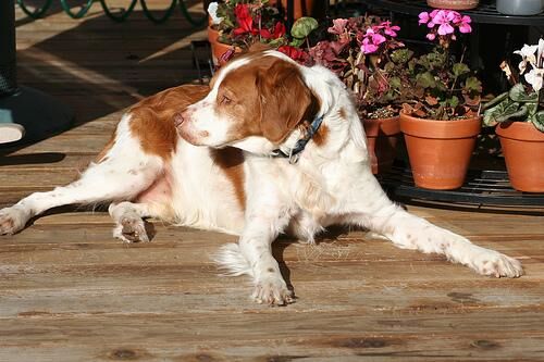 Spaniel Brittany