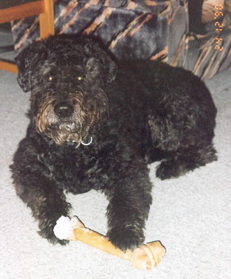 Bouvier