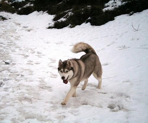 Husky