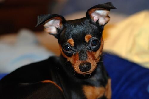 Pinscher Miniature
