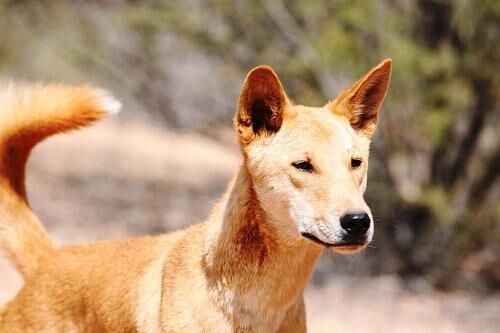 Dingo