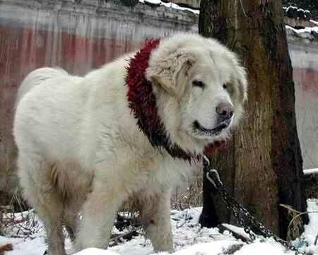 Mastiff Tibetan