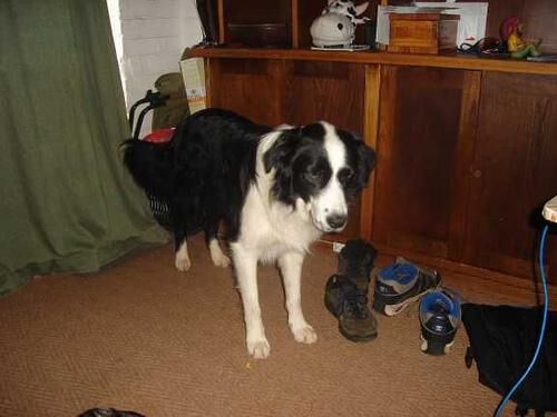 Collie Border
