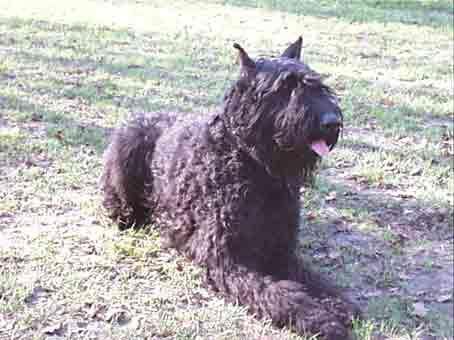 Bouvier