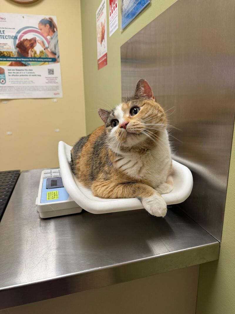Someone was literally perfect at the vet!