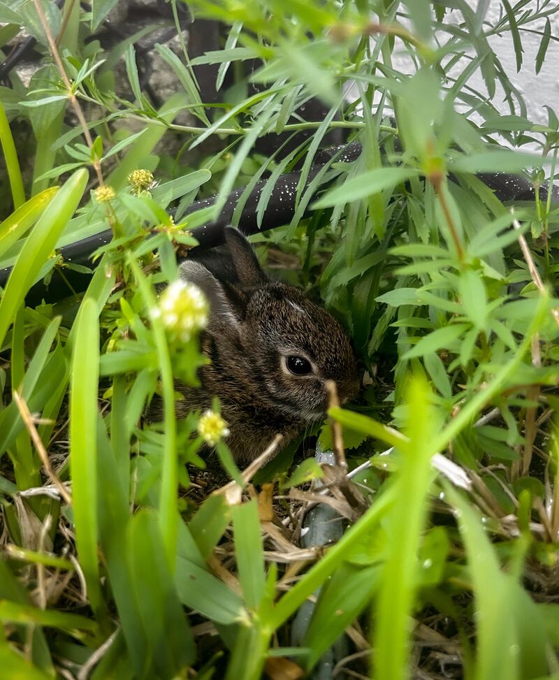 baby bunny in my back yard!