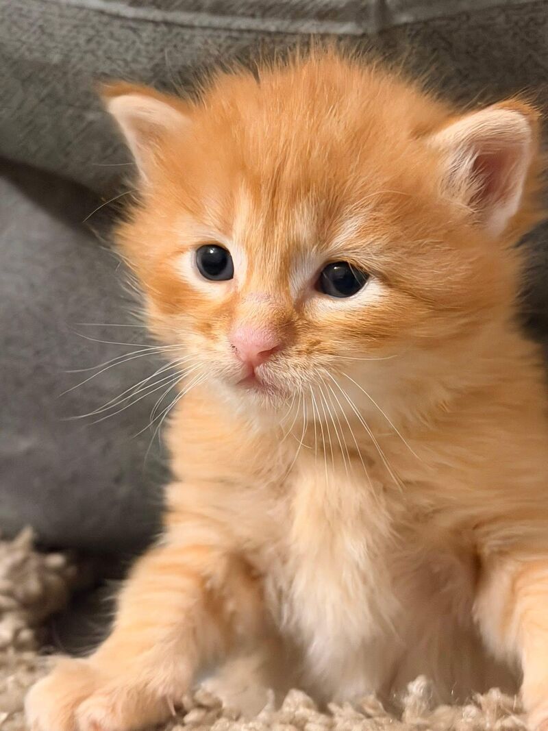 Omg he’s perfect 😍😍🥺🥺