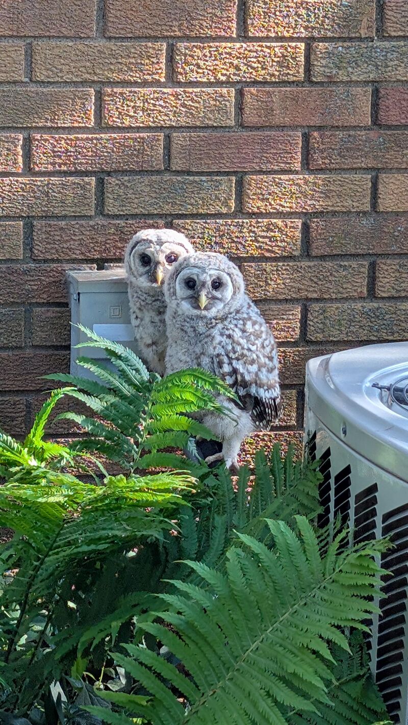 After hearing their parents around our neighborhood for several years, we have the privilege of watching their owlets grow up.