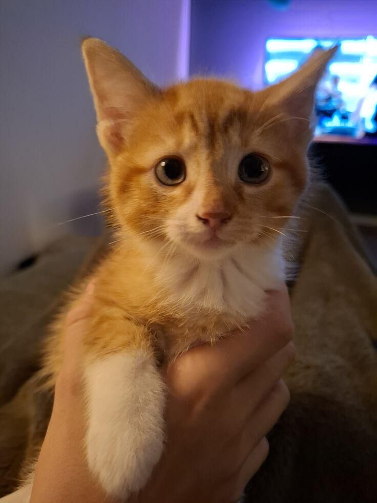 My Adorable kitten😘