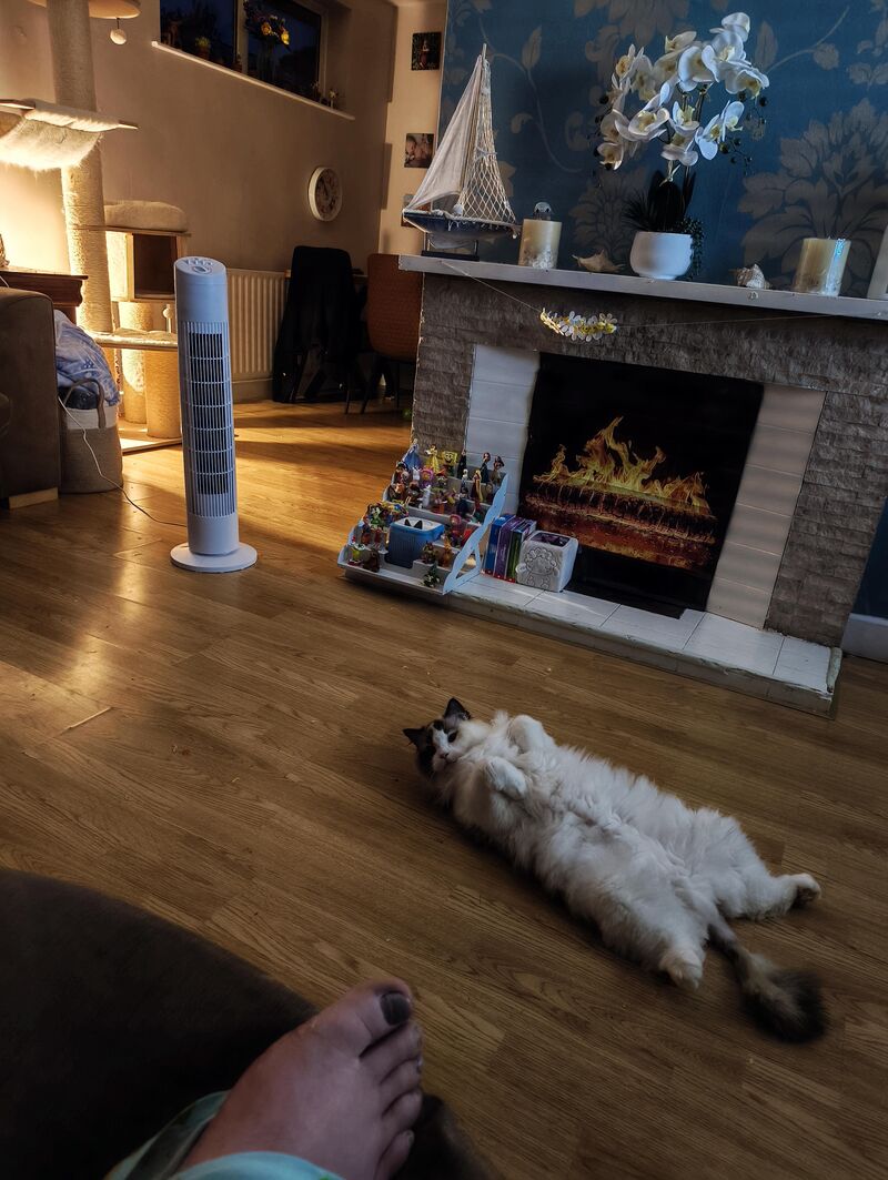 It's hotter than usual here in Ireland. Cookie needs help.