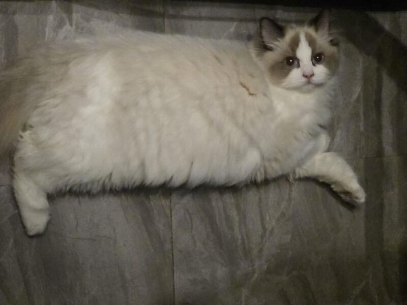 my fat pillow