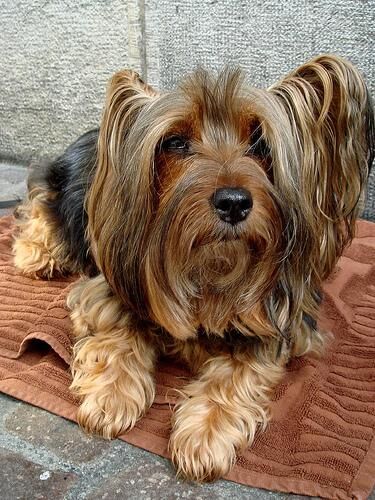 Terrier Silky