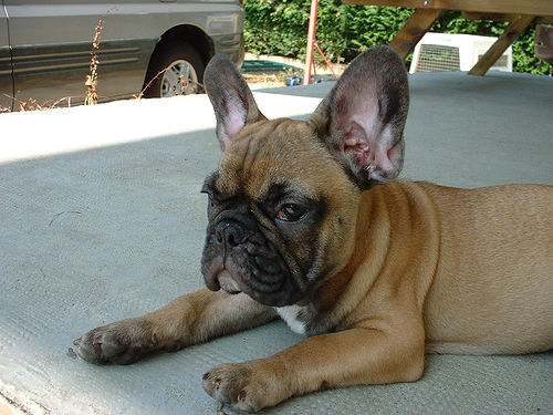 Bulldog French