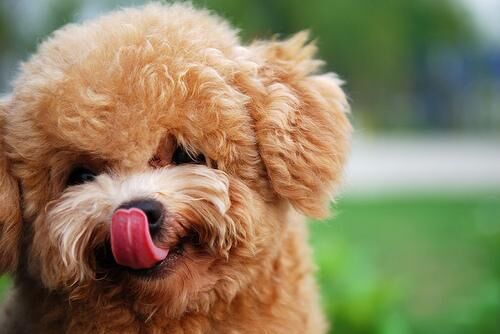Poodle Toy