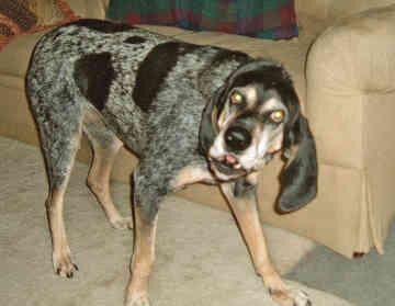 Bluetick