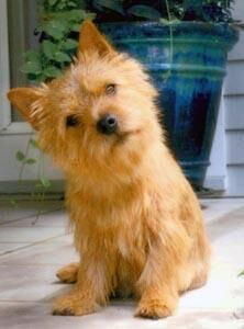 Terrier Norwich