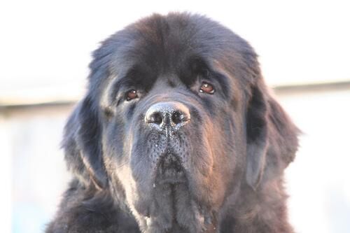 Newfoundland