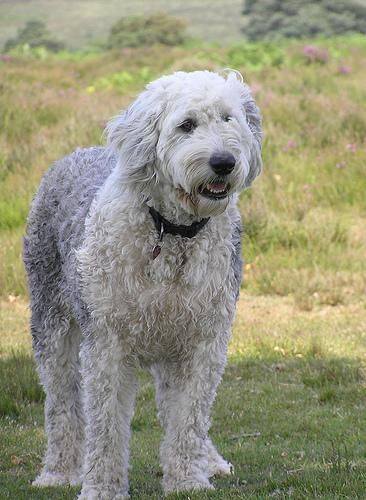 Sheepdog English