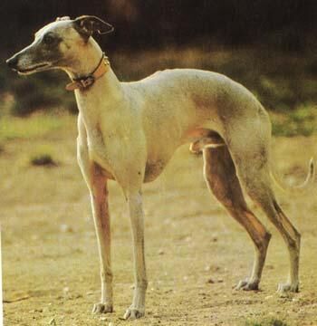 Whippet