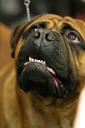Mastiff Bull