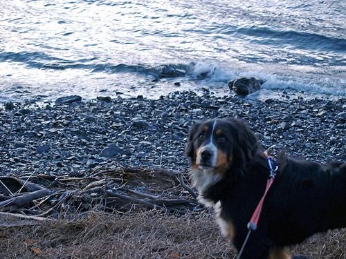 Mountain Bernese