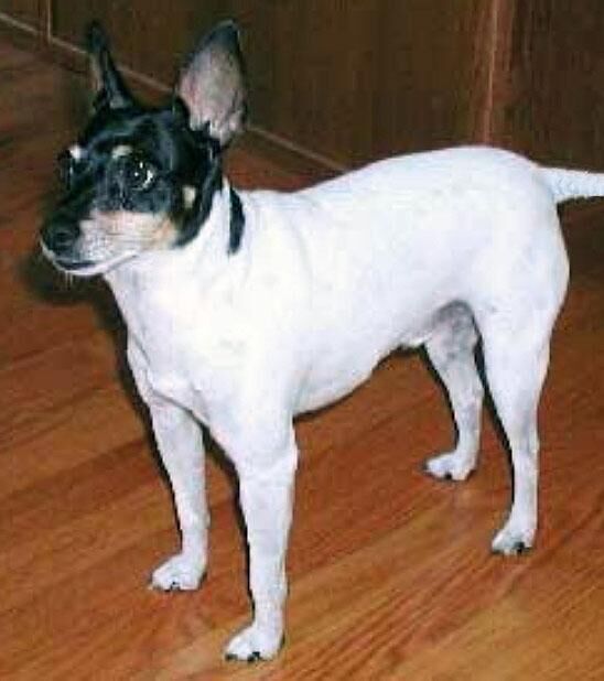 Terrier Toy