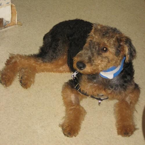 Airedale