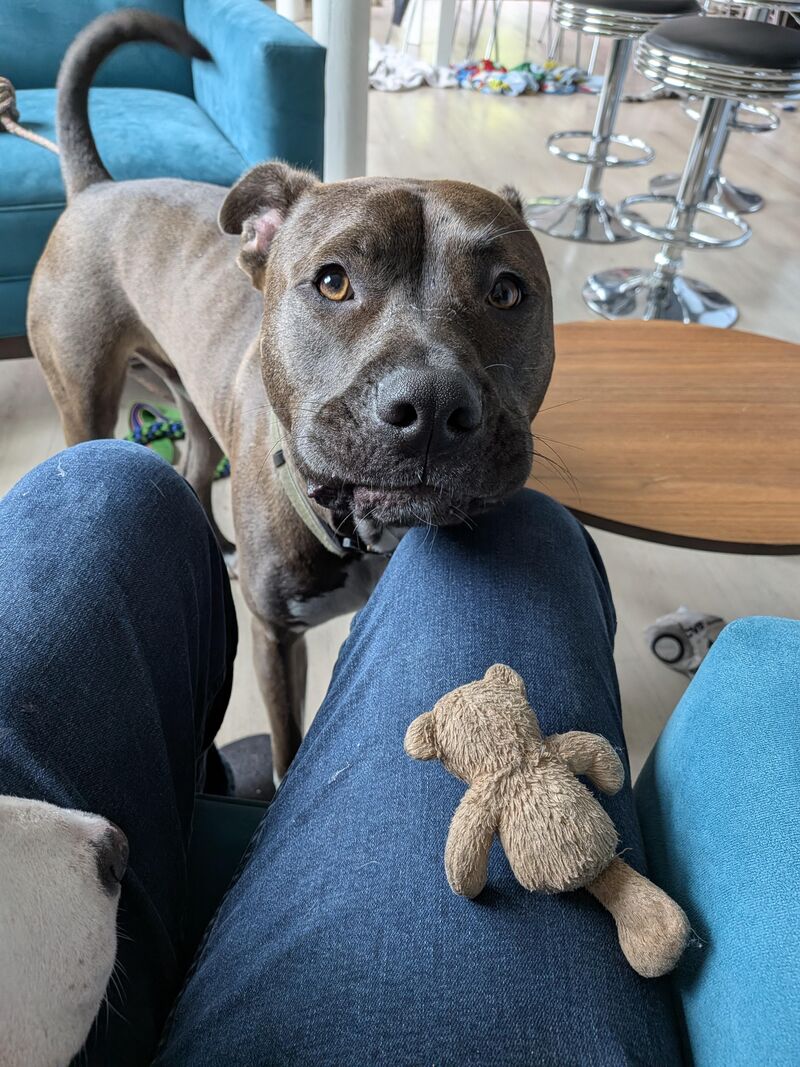 The look...